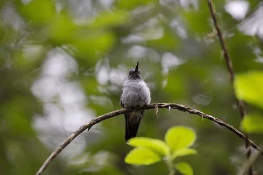 Babonneau/Castries: Rainforest Zip Line, Tram, and Hike Tour - Key points to know