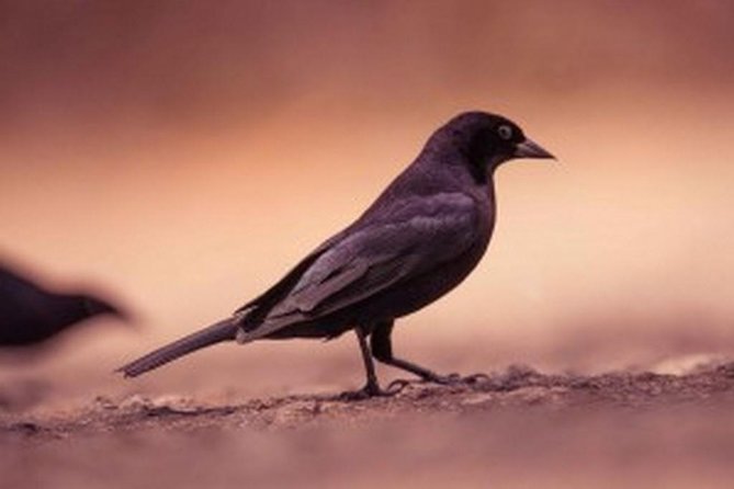 Bird Watching Tour in St Lucia - Why the changing destination matters