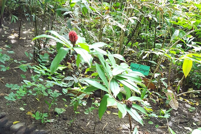 Bird Watching Tour in St Lucia - The guides add more than bird names