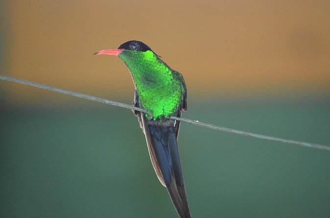 Bird Watching Tour in St Lucia - Expect a light hike, not a sightseeing bus stop