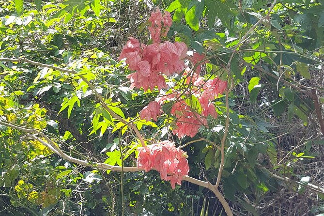 Bird Watching Tour in St Lucia - What the $115 price really covers