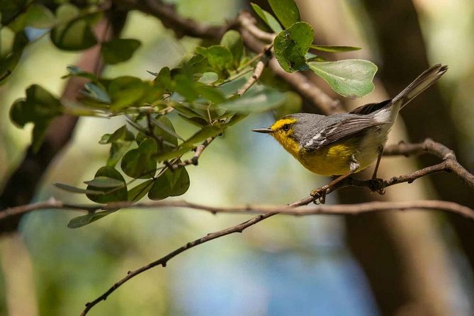 Bird Watching Tour in St Lucia - Who will get the most from this tour