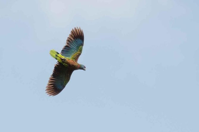Bird Watching Tour in St Lucia - The birds you might find along the trail