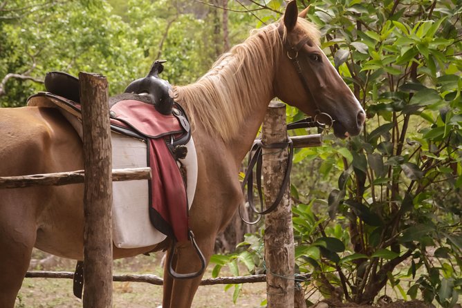 East Coast Horseback Riding & Waterfall Excursion - Pickup from hotels and cruise ports