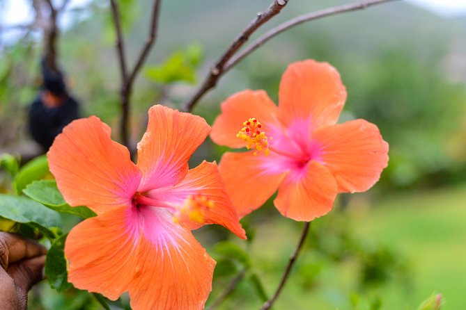 Essence of St Lucia Heritage Experience - Pickup from Castries keeps the logistics simple