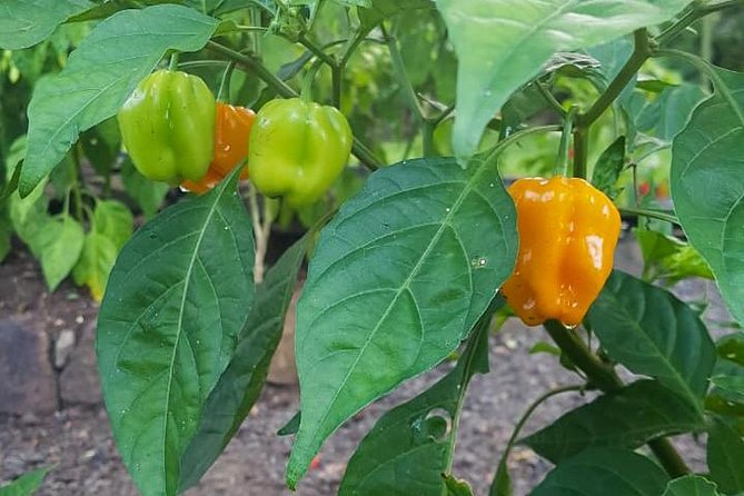 Flavors of St Lucia Culinary Experience - Who will enjoy this St. Lucia food experience?