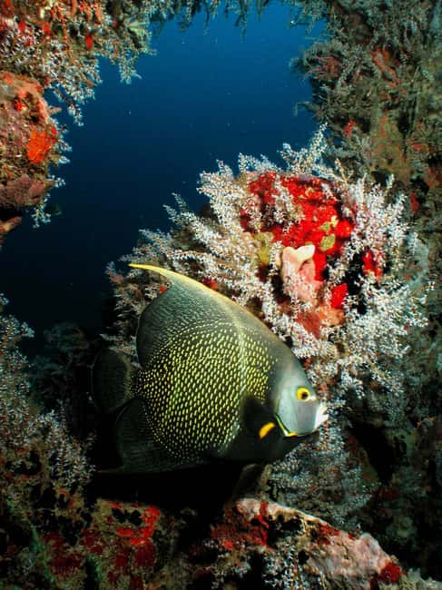 From Castries: St. Lucia Scuba Diving Excursion - The five-hour plan from pickup to lunch