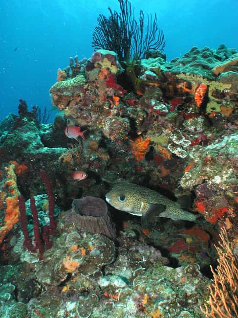 From Castries: St. Lucia Scuba Diving Excursion - Soufriere’s wall and drift choices