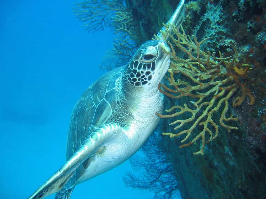 From Castries: St. Lucia Scuba Diving Excursion - Booking flexibility and practical planning