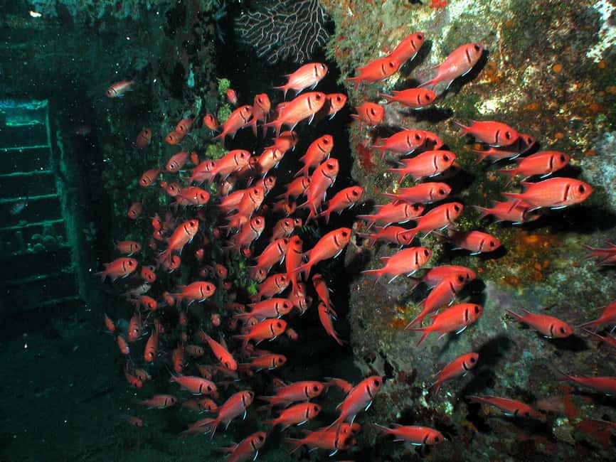 From Castries: St. Lucia Scuba Diving Excursion - Should you book it?