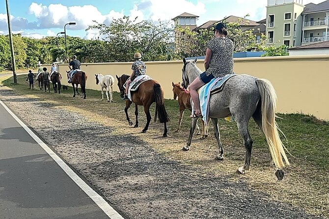 Gros Islet Village Horseback Riding run with Dore's riding Stable - The bareback swim with the horses