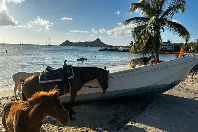 Gros Islet Village Horseback Riding run with Dore's riding Stable - Why the small group and horse care matter