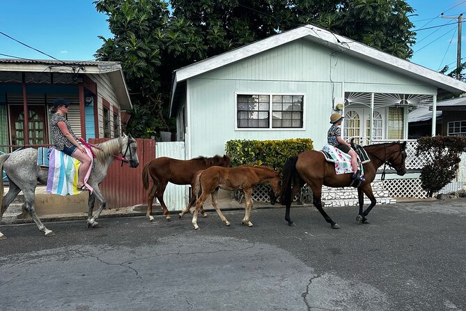 Gros Islet Village Horseback Riding run with Dore's riding Stable - Timing, weather, and practical planning