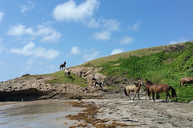 Horseback Riding Adventure Tour in St. Lucia - Riding through meadows, forest, and a local town