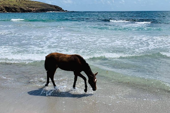 Private Advanced Horseback Beach Ride with Sandy Hoofs St. Lucia - The horses, guides, and personal attention