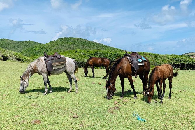 Private Advanced Horseback Beach Ride with Sandy Hoofs St. Lucia - What $119 buys you