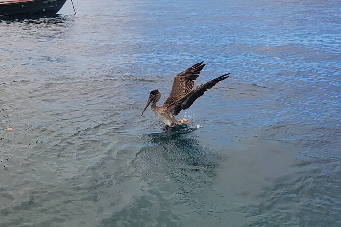 Private Full Day Snorkel Soufriere Charter - Pickup, timing, and practical details