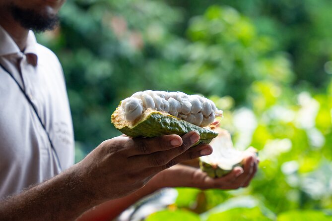 Project Chocolat Tree to Bar Tour at Hotel Chocolat Saint Lucia - From Rainforest Pod to Chocolate Bar