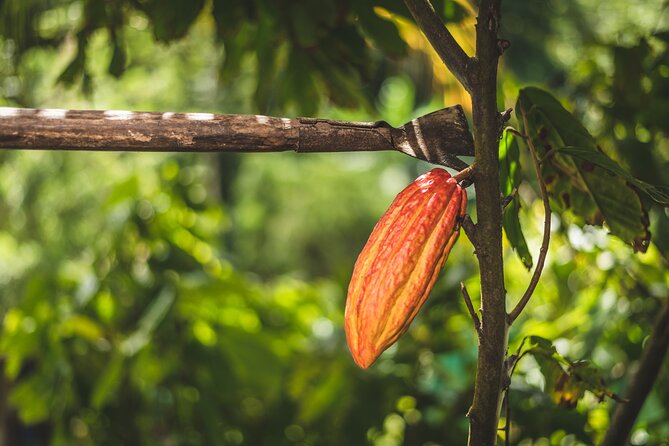 Project Chocolat Tree to Bar Tour at Hotel Chocolat Saint Lucia - Booking, Cancellation, and Practical Details