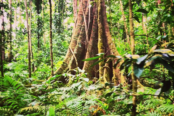 Rain forest and Bird watching - A rainforest morning from Soufriere