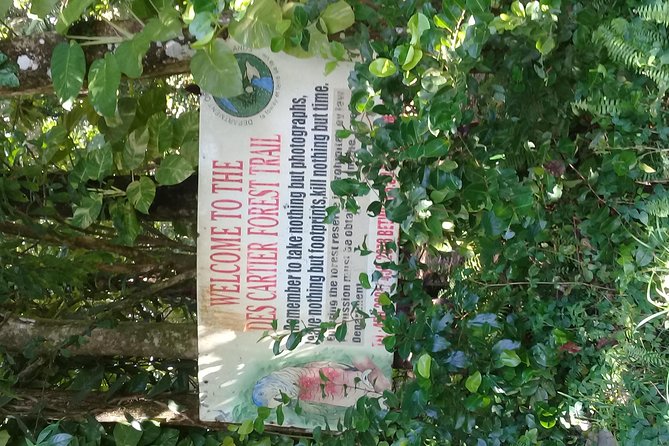 Rain forest and Bird watching - A swim at a waterfall or Marigot Bay beach