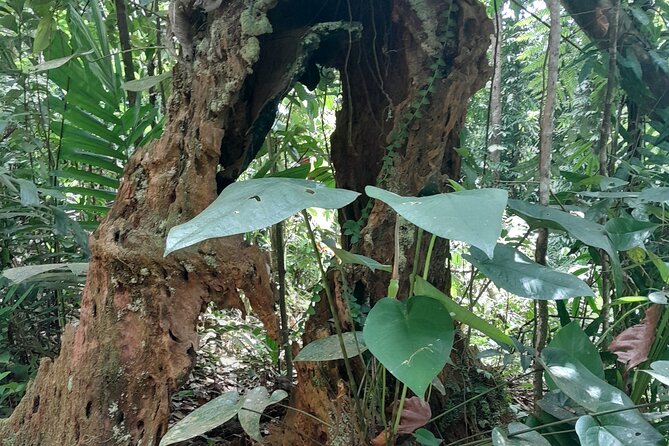 Rain forest and Bird watching - Banana country, rum, and local shopping
