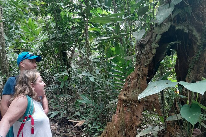 Rain forest and Bird watching - How the $65 price works for you
