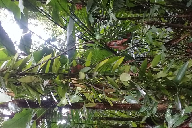 Rain forest and Bird watching - Looking for the St. Lucia parrot