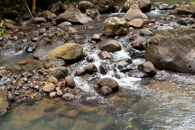 Rainforest Hike and Waterfall Safari - The short hike to Venus Estate Waterfall