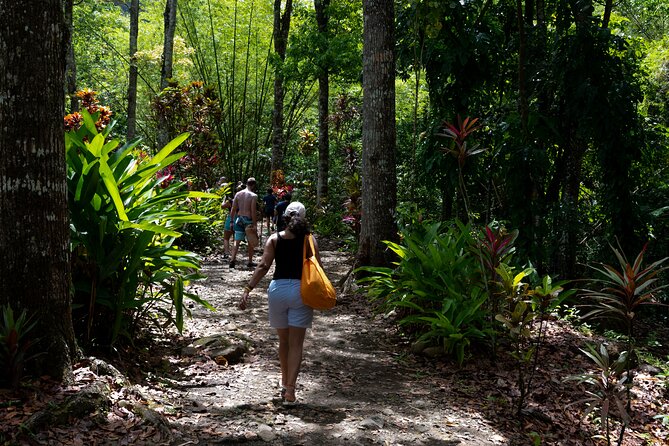Rainforest Hike and Waterfall Safari - Swimming in the natural pools