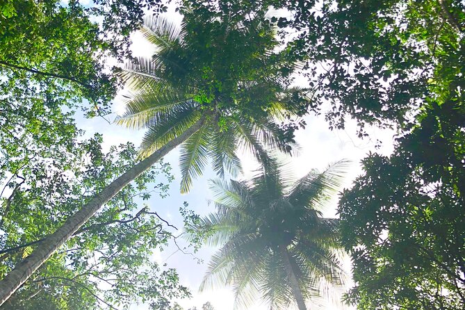 Rainforest Hike and Waterfall Safari - Who should book this rainforest safari?