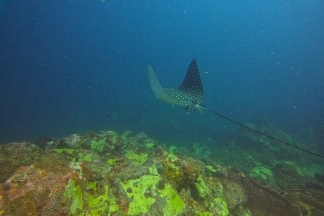 Snorkeling at Pigeon Island - Safety for beginners and cautious swimmers