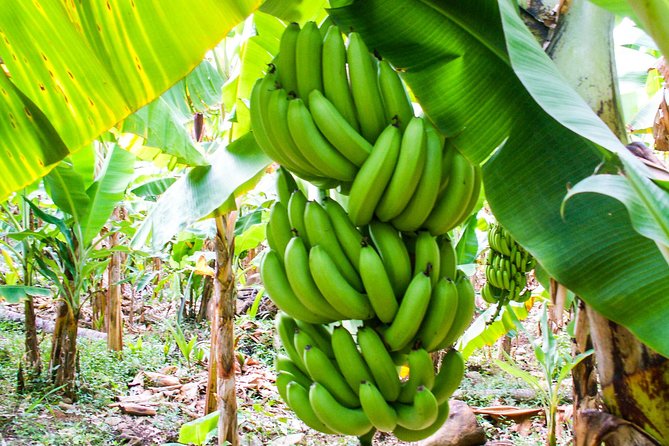 Soufriere Island Delight - Who should book this Soufriere tour?