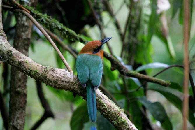 St. Lucia Aerial Tram Tour at Rainforest Adventures - Refreshments, photos, and the final 15 minutes