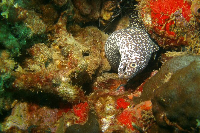 St Lucia Certified Scuba Diving Tour - What this St. Lucia scuba trip is really like