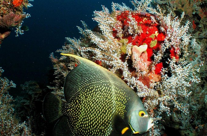 St Lucia Certified Scuba Diving Tour - Safety and equipment: take a careful approach