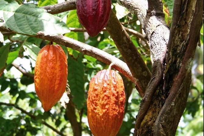 St Lucia Chocolate Making Marigot Bay & Souvenir Shopping - Is $149 a fair price?