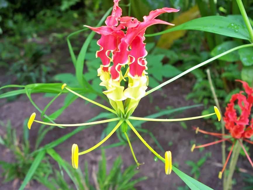 St. Lucia: Drive-in Volcano, Waterfall and Garden Day Trip - The long road to Soufriere
