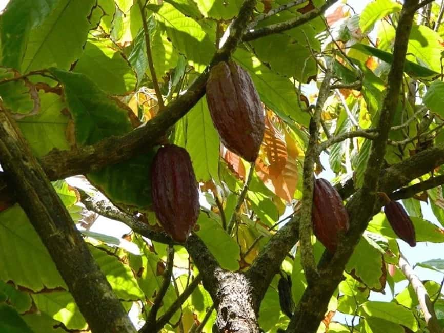 St. Lucia: Drive-in Volcano, Waterfall and Garden Day Trip - Lunch near Diamond Botanical Gardens