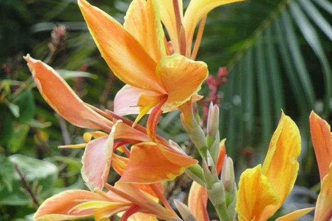 St Lucia Northern Island Tour - Seeing northern St. Lucia without the road fatigue