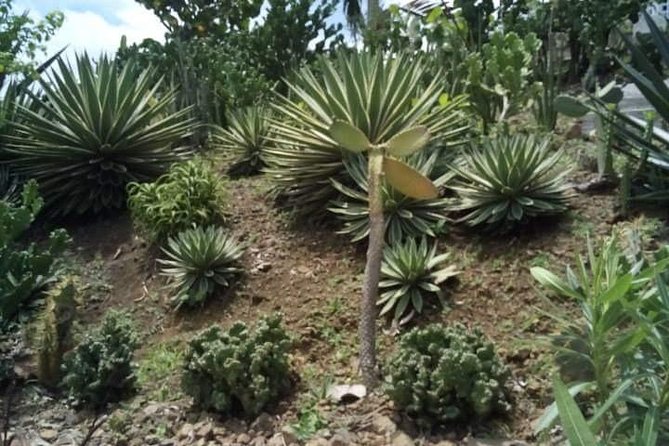 St Lucia Northern Island Tour - What the private format is worth at $125