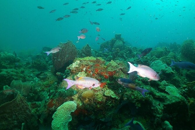 St Lucia Snorkeling Tour with Lunch - The second stop and the shared boat schedule