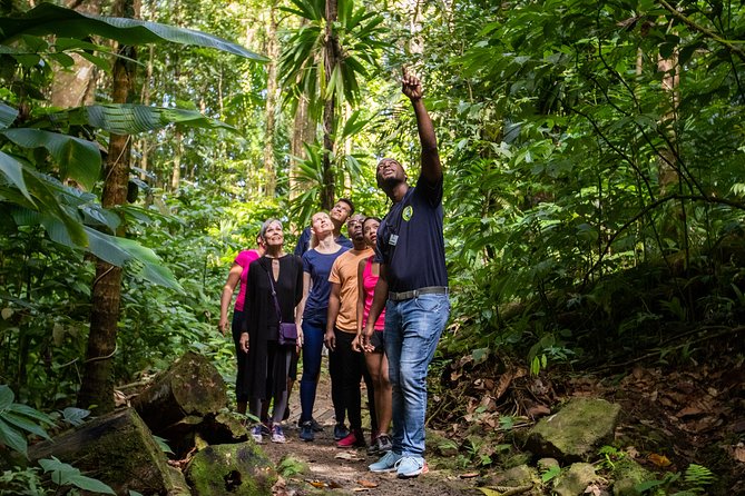 St Lucia Ultimate 3: Aerial Tram, Zipline and Hiking at Rainforest Adventures - Eight lines through the St. Lucian canopy
