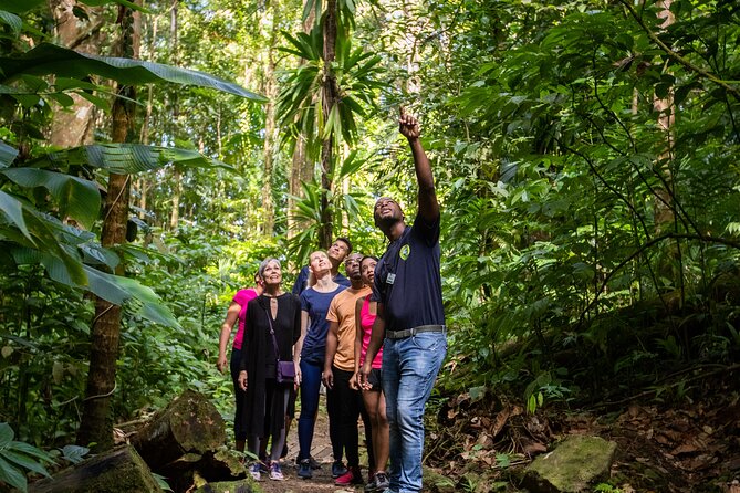St Lucia Ultimate 3 Package: Aerial Tram, Zipline and Hiking - Practical Tips for a Better Day