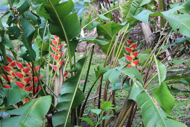 The Best of Saint Lucia Tour - The drive shows you more than the main stops