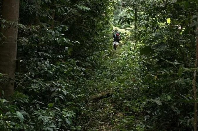 Treetop Adventure Park Canopy Tour - The scenery is beautiful, but the pace can be quick