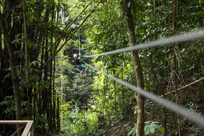 Treetop Canopy Adventure - The key points at a glance