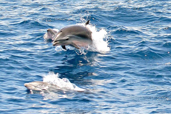 Whale and Dolphin Watching Cruise in St Lucia - Leaving Vigie Marina at 8:00 a.m.