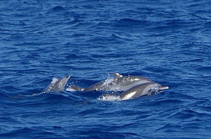Whale and Dolphin Watching Cruise in St Lucia - Rum punch, shade, and time aboard