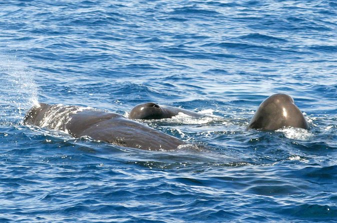 Whale and Dolphin Watching Cruise in St Lucia - Who will enjoy this cruise most?